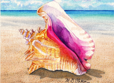 Queen Conch Shell