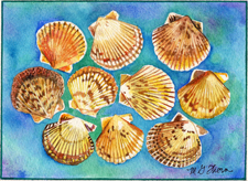 Scallops Shells