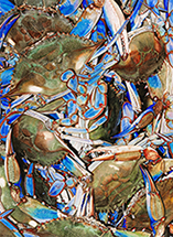 Blue Crabs