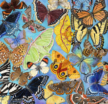 Butterflies and Moths