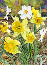 Daffodils