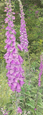Foxgloves