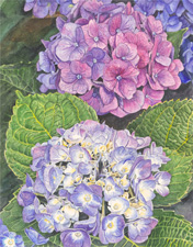 Hydrangeas
