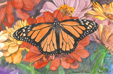 Monarch