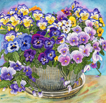 Pansies