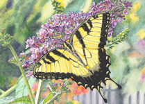 Tiger Swallowtail