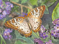White Peacock