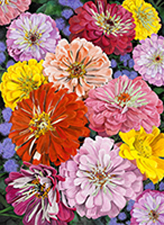 Zinnias