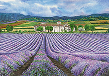St. Remy Lavender