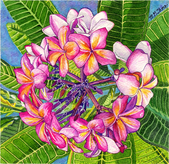 Frangipani