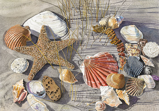 Seashells