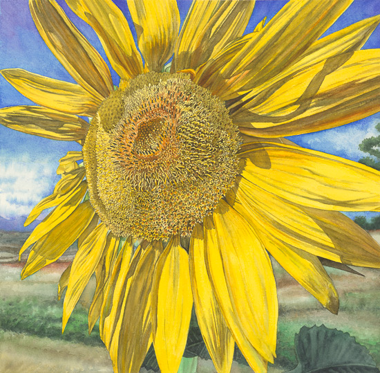 Sunflower