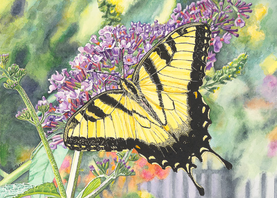 Tiger Swallowtail