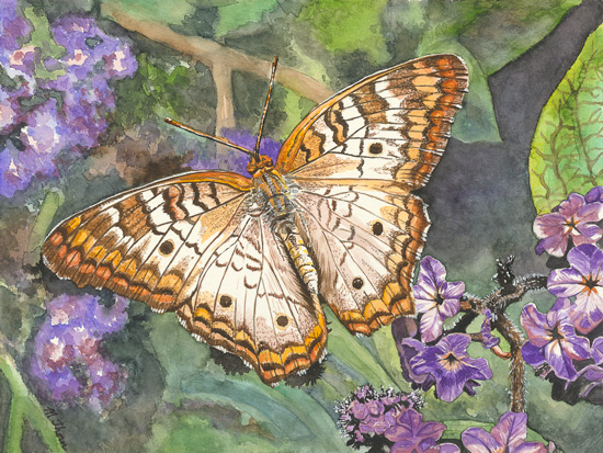 White Peacock Butterfly