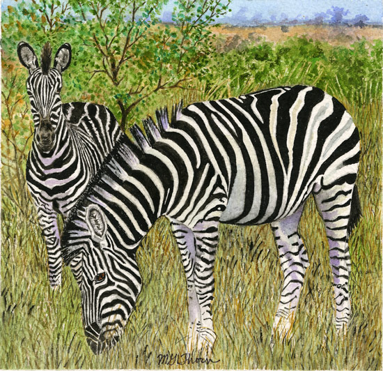 Zebras