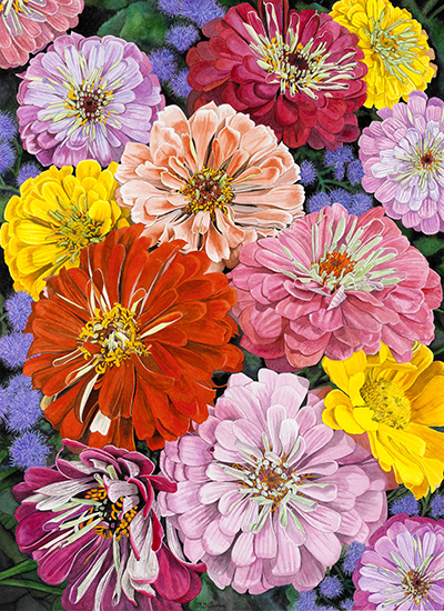 Zinnias