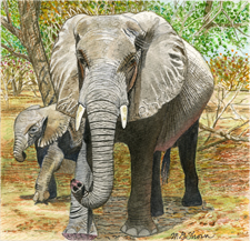 African Elephants